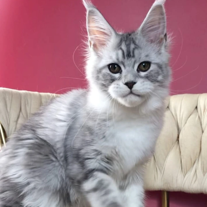 Olympia Maine Coon Kittens | Buy a kitten. 