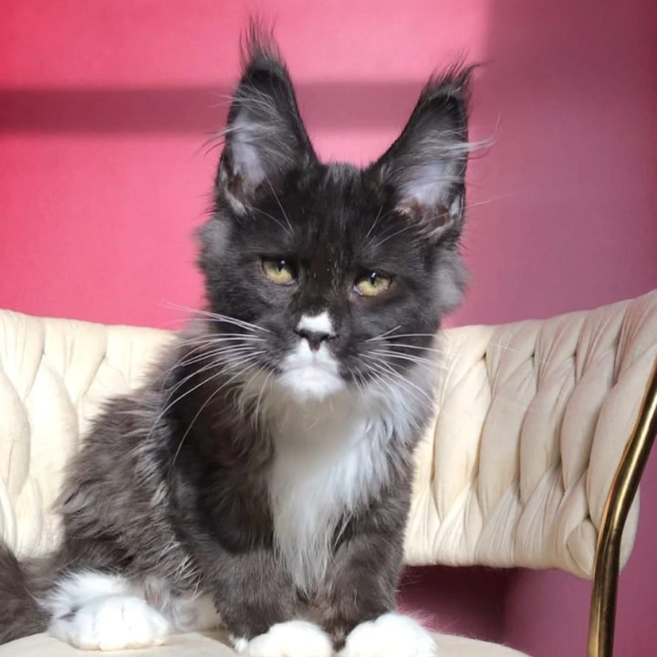 Orion Maine Coon Kittens | Kittens for sale. 