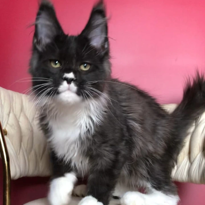 Orion Maine Coon Kittens | Kittens for sale. 