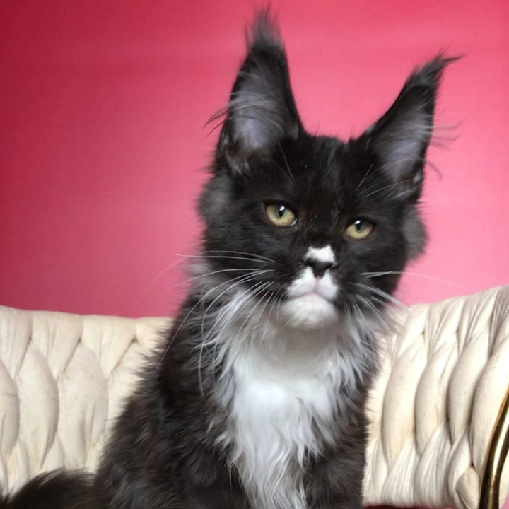 Orion Maine Coon Kittens | Kittens for sale. 