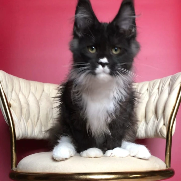 Orion Maine Coon Kittens | Kittens for sale. 