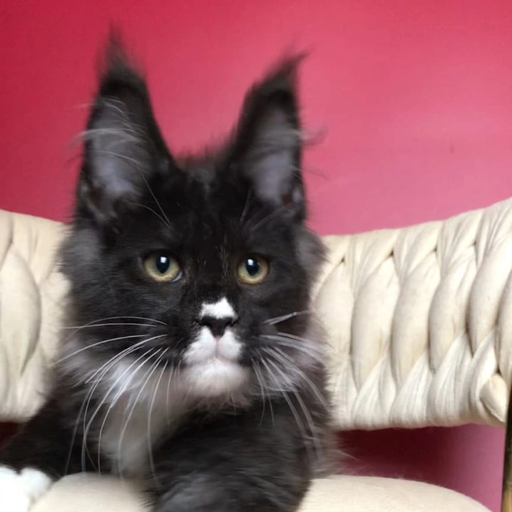 Orion Maine Coon Kittens | Kittens for sale. 