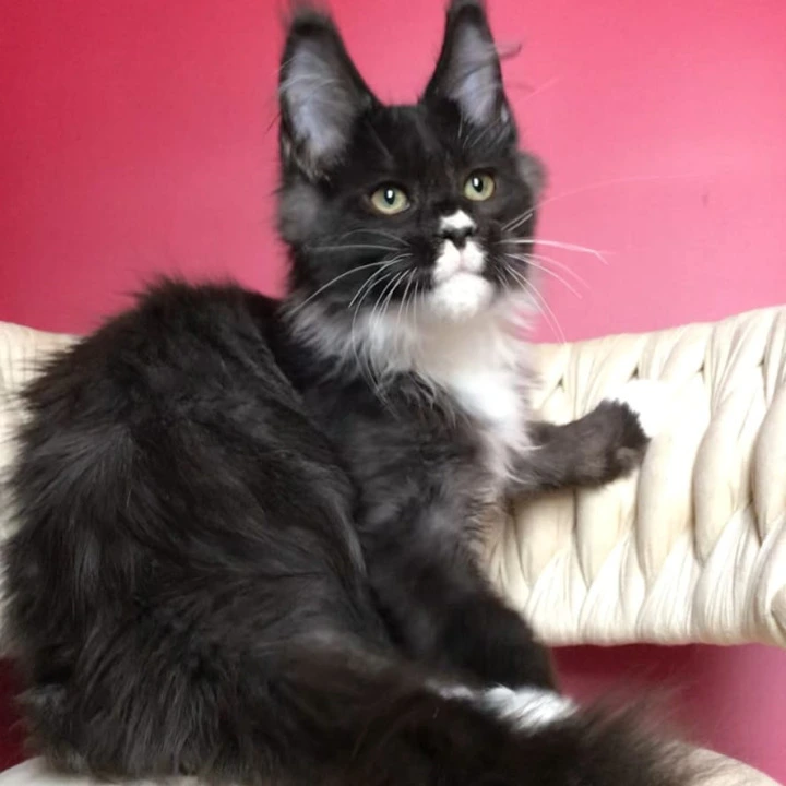 Orion Maine Coon Kittens | Kittens for sale. 