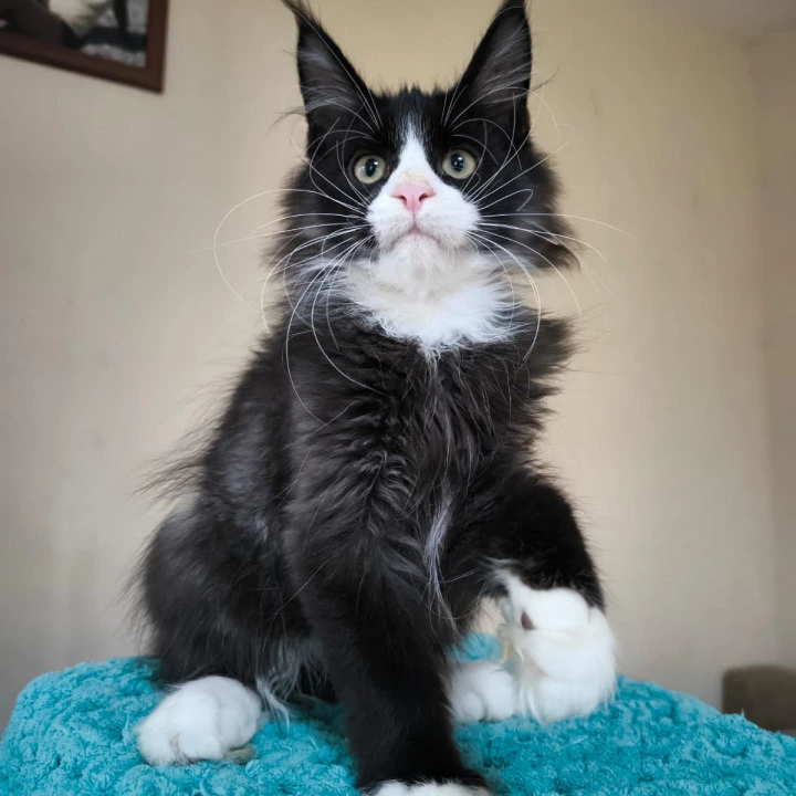 Izmir Maine Coon Kittens | Kittens for sale. 