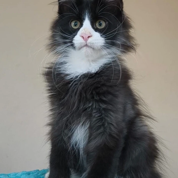 Izmir Maine Coon Kittens | Kittens for sale.