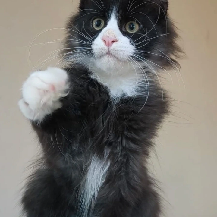 Izmir Maine Coon Kittens | Kittens for sale.