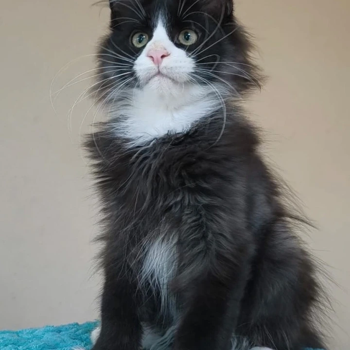 Izmir Maine Coon Kittens | Kittens for sale. 