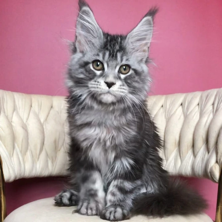 Pusik Maine Coon Kittens | Large selection of kittens. 
