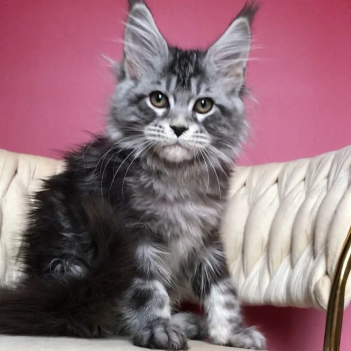Pusik Maine Coon Kittens | Large selection of kittens. 