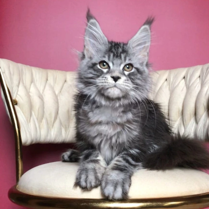 Pusik Maine Coon Kittens | Large selection of kittens. 