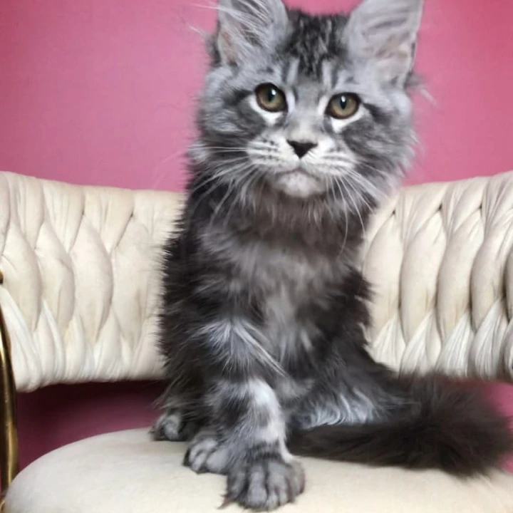 Pusik Maine Coon Kittens | Large selection of kittens. 