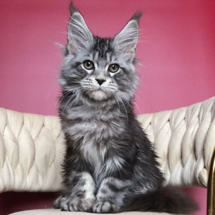Pusik Maine Coon Kittens | Large selection of kittens. 