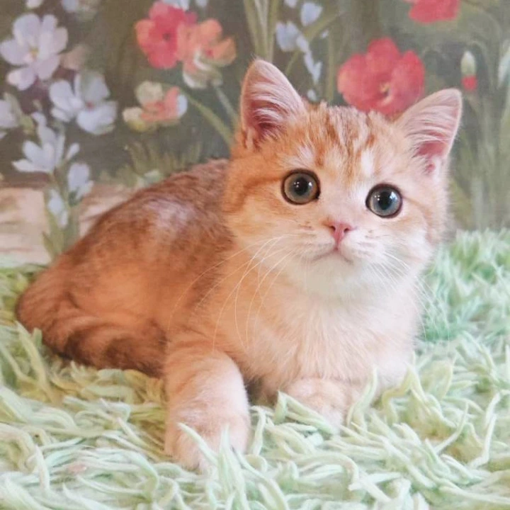 Uilliam Maine Coon Kittens | Large selection of kittens. 