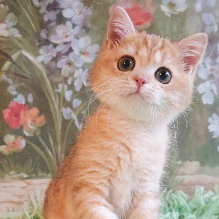 Uilliam Maine Coon Kittens | Large selection of kittens. 