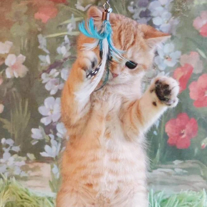 Uilliam Maine Coon Kittens | Large selection of kittens. 