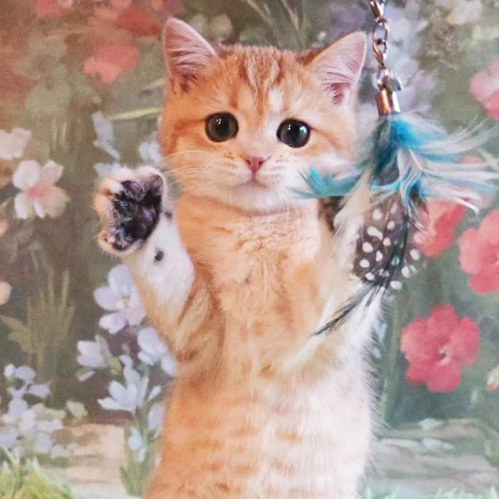 Uilliam Maine Coon Kittens | Large selection of kittens. 