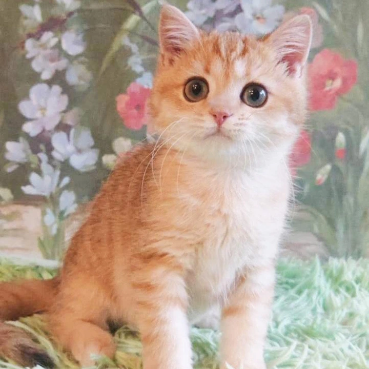 Uilliam Maine Coon Kittens | Large selection of kittens. 