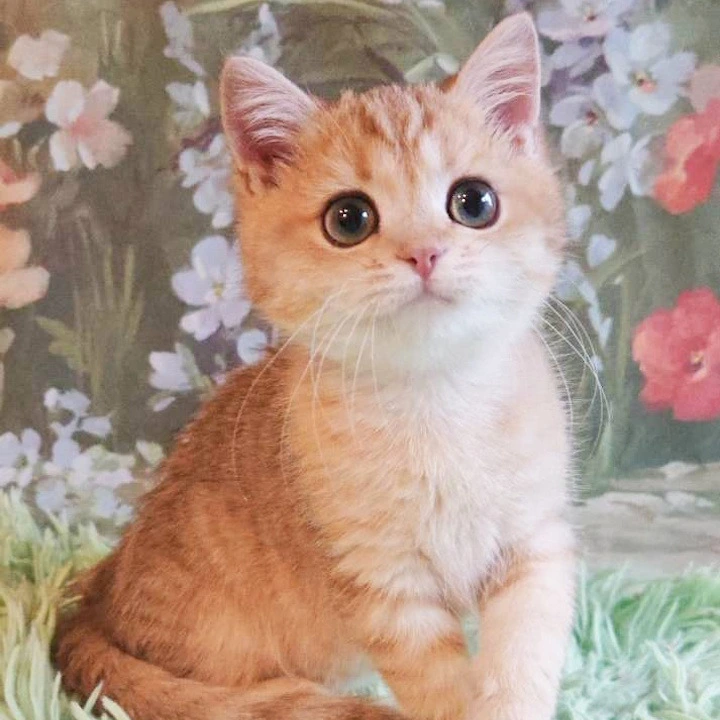 Uilliam Maine Coon Kittens | Large selection of kittens. 