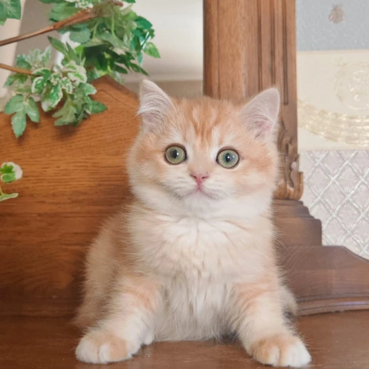 Umka British Shorthair Kittens | Buy a kitten. 