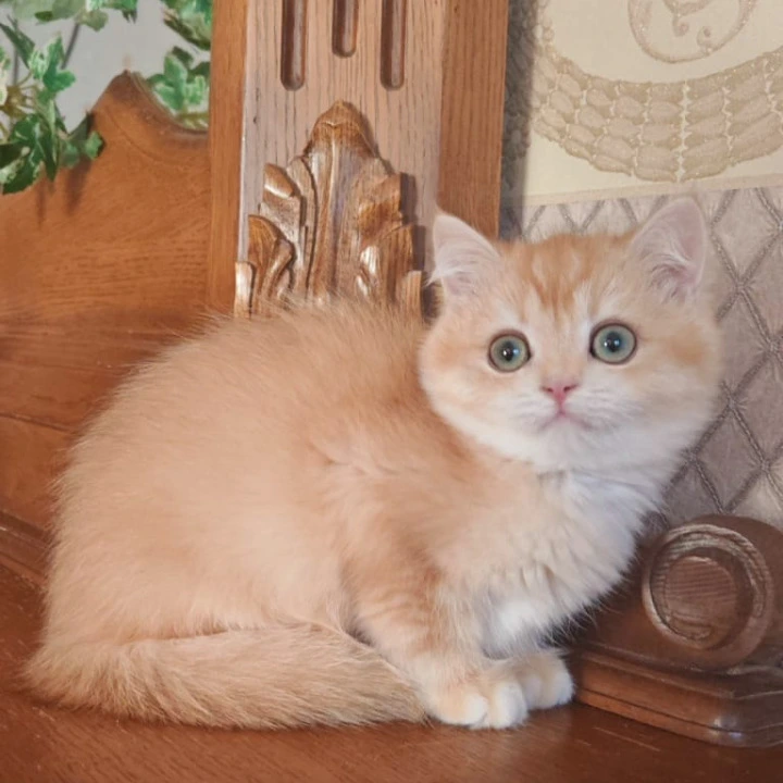 Umka British Shorthair Kittens | Buy a kitten.