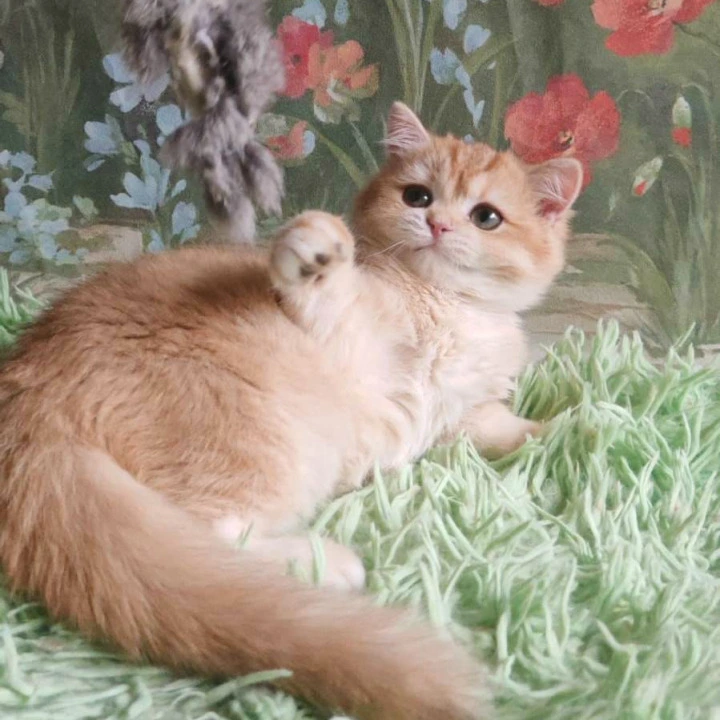 Umka British Shorthair Kittens | Buy a kitten.