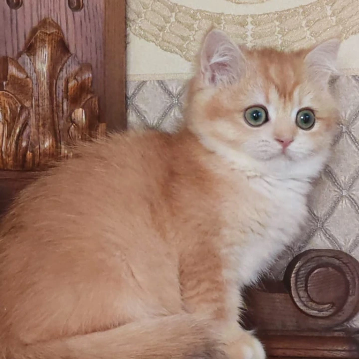 Umka British Shorthair Kittens | Buy a kitten.