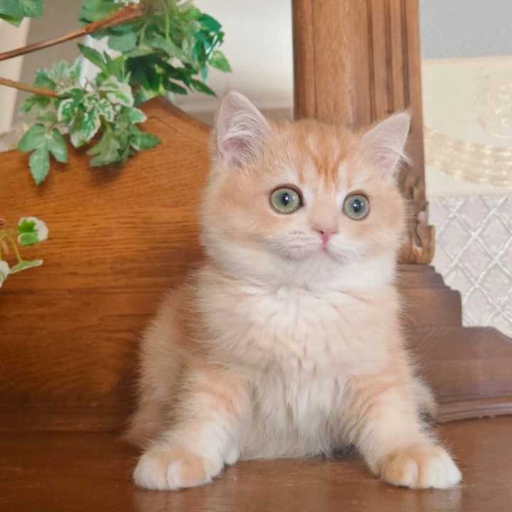 Umka British Shorthair Kittens | Buy a kitten. 