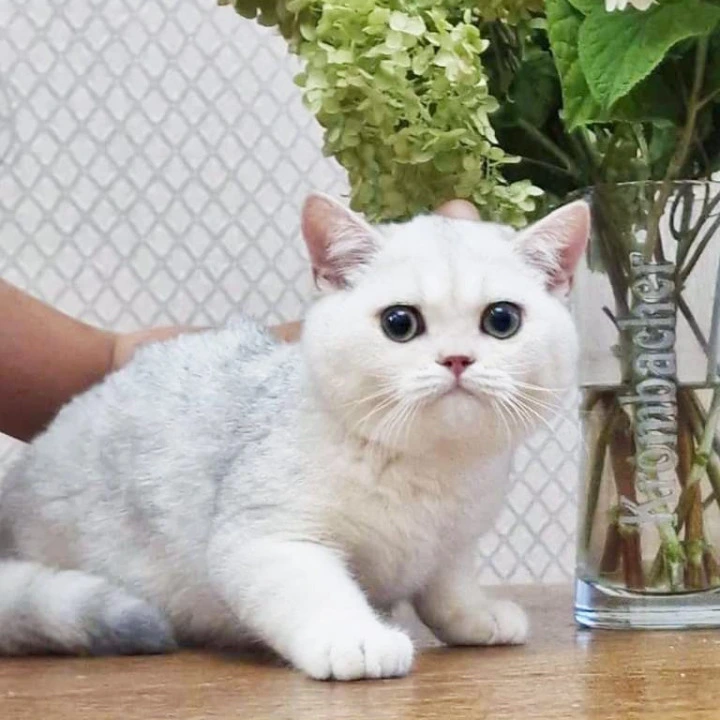 Stepan British Shorthair Kittens | Buy a kitten. 