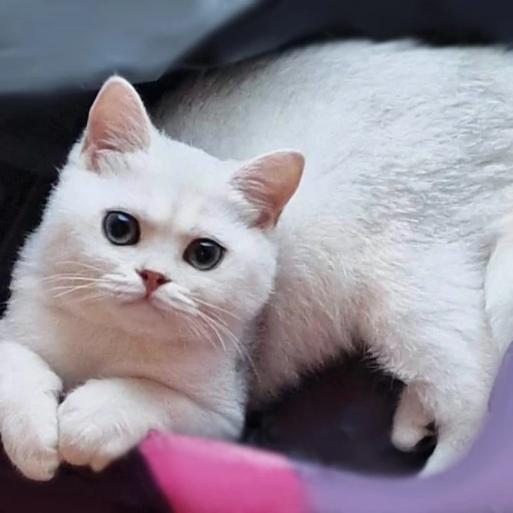 Stepan British Shorthair Kittens | Buy a kitten. 