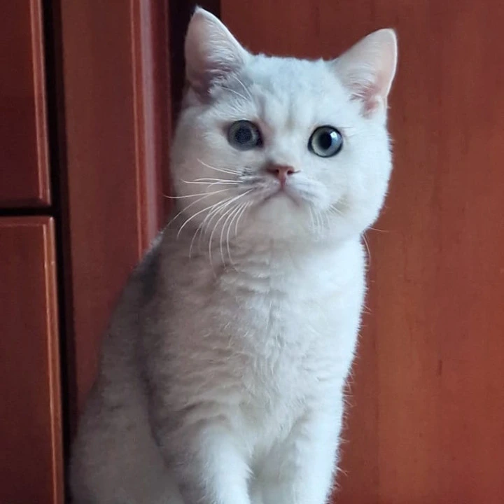 Stepan British Shorthair Kittens | Buy a kitten. 