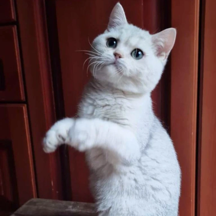 Stepan British Shorthair Kittens | Buy a kitten. 