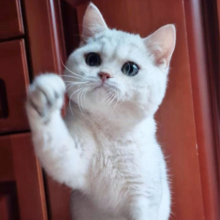 Stepan British Shorthair Kittens | Buy a kitten. 