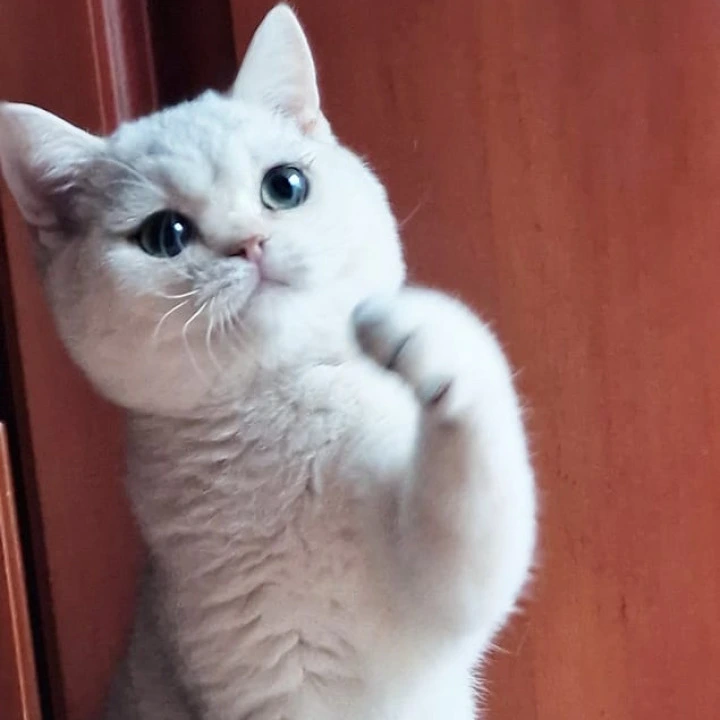 Stepan British Shorthair Kittens | Buy a kitten. 