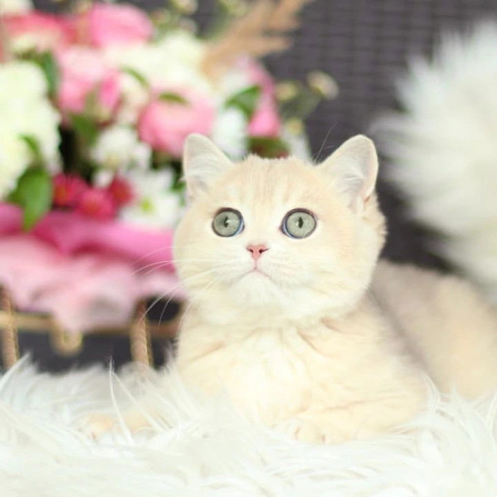 Maryana British Shorthair Kittens | Kittens for sale. 