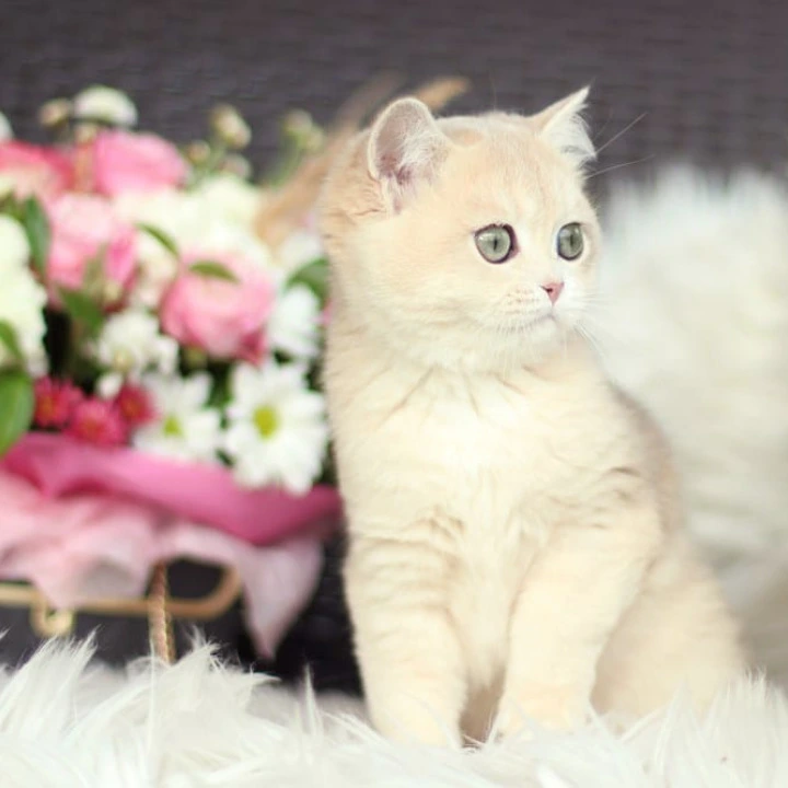 Maryana British Shorthair Kittens | Kittens for sale. 