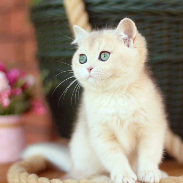 Maryana British Shorthair Kittens | Kittens for sale. 