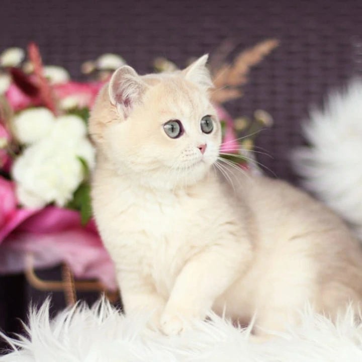 Maryana British Shorthair Kittens | Kittens for sale. 