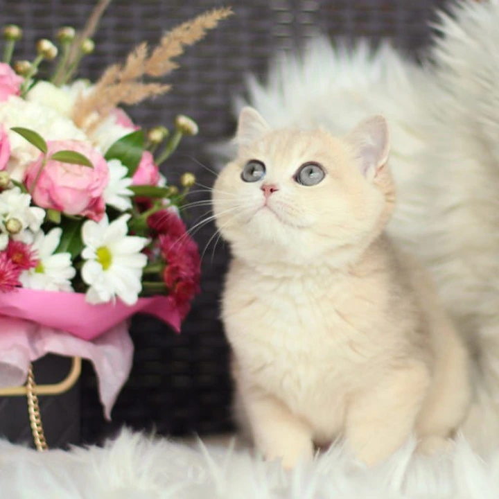 Maryana British Shorthair Kittens | Kittens for sale. 