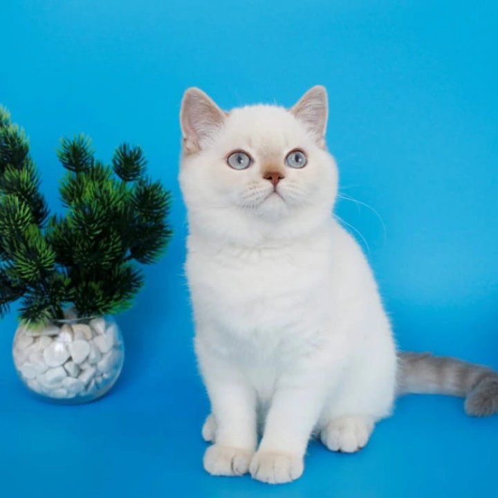 Reya British Shorthair Kittens | Kitten for sale. 
