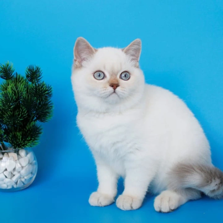 Reya British Shorthair Kittens | Kitten for sale.
