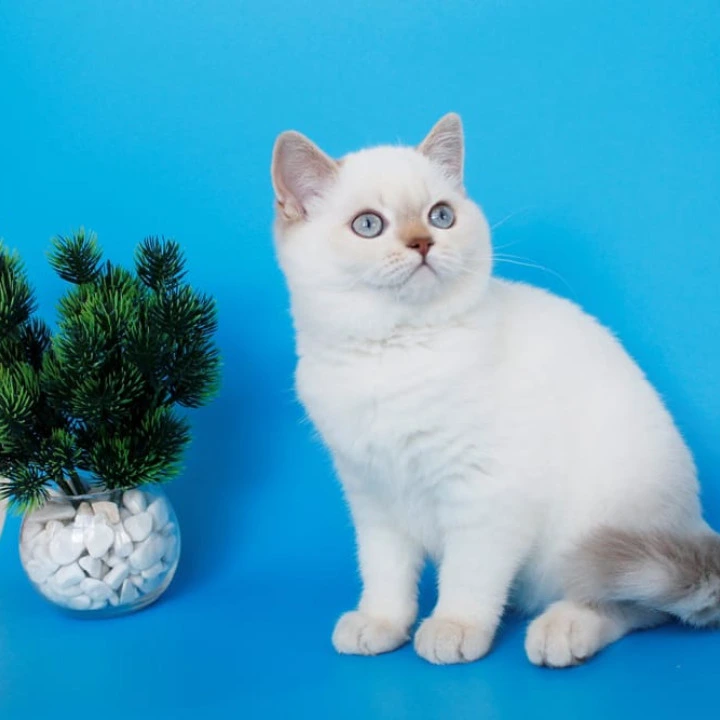 Reya British Shorthair Kittens | Kitten for sale.