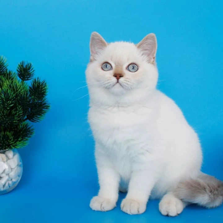 Reya British Shorthair Kittens | Kitten for sale.