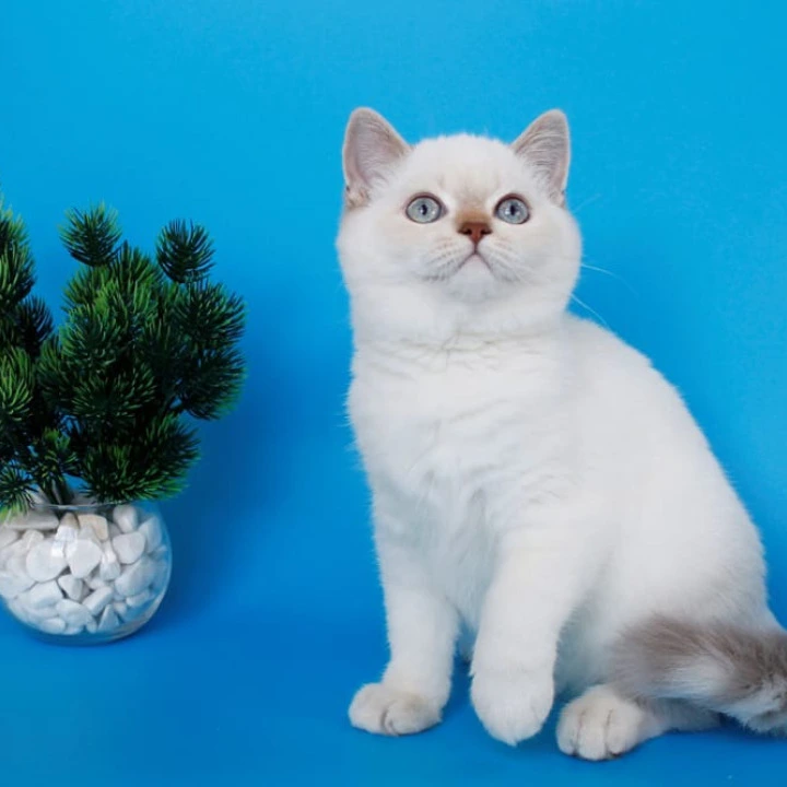 Reya British Shorthair Kittens | Kitten for sale.