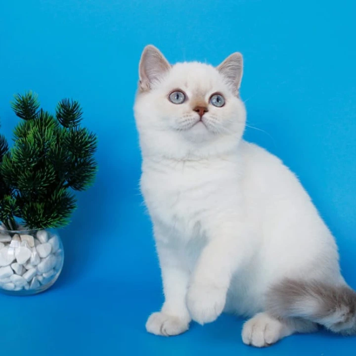 Reya British Shorthair Kittens | Kitten for sale. 