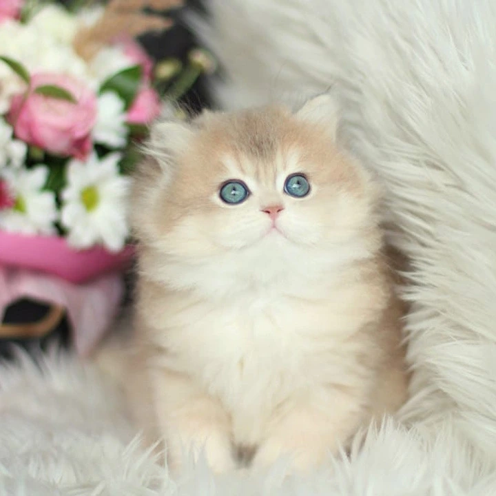Olivia Longhair British Shorthair Kittens | Kitten for sale. 