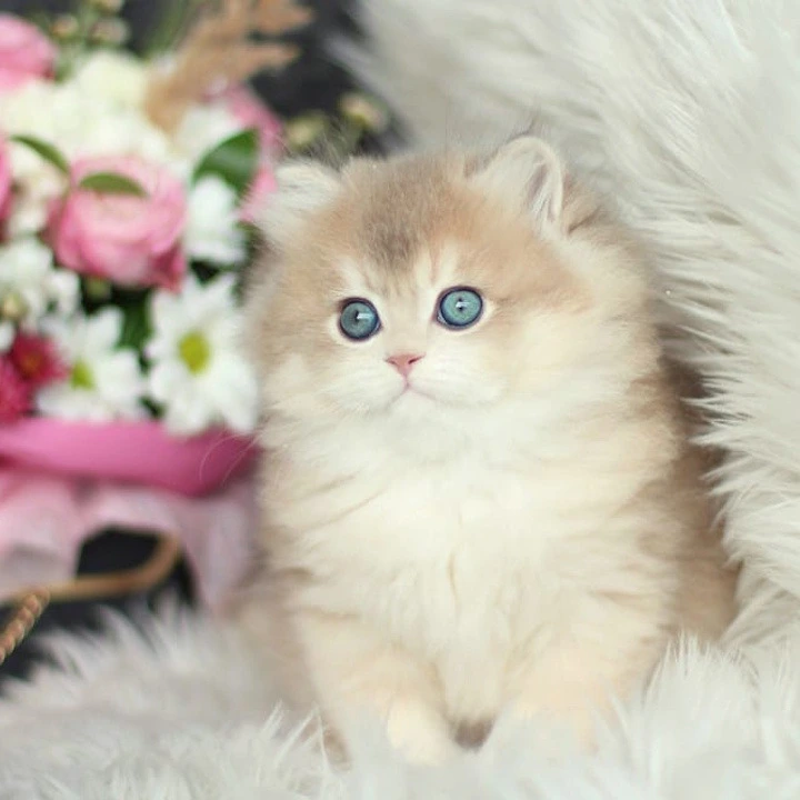 Olivia Longhair British Shorthair Kittens | Kitten for sale. 