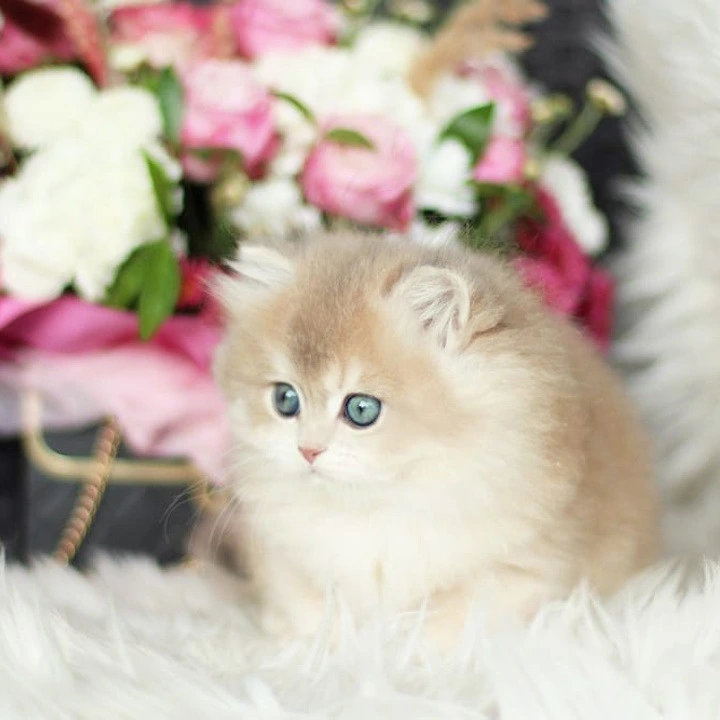 Olivia Longhair British Shorthair Kittens | Kitten for sale. 