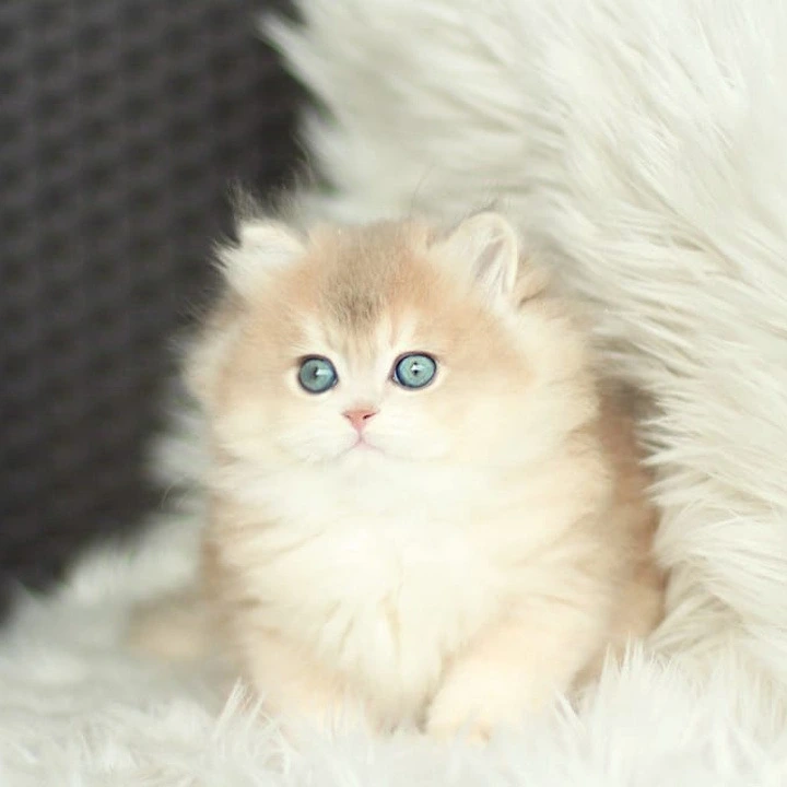 Olivia Longhair British Shorthair Kittens | Kitten for sale. 