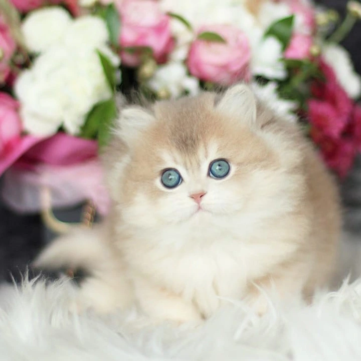 Olivia Longhair British Shorthair Kittens | Kitten for sale. 