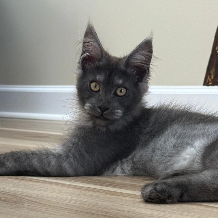 Tuman Maine Coon Kittens | Kittens for sale. 